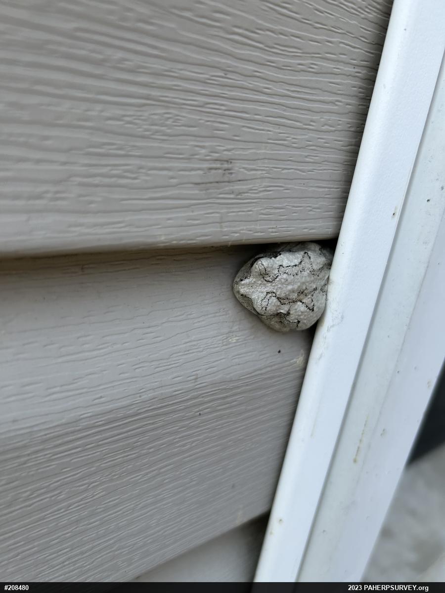 Unknown Gray Treefrog