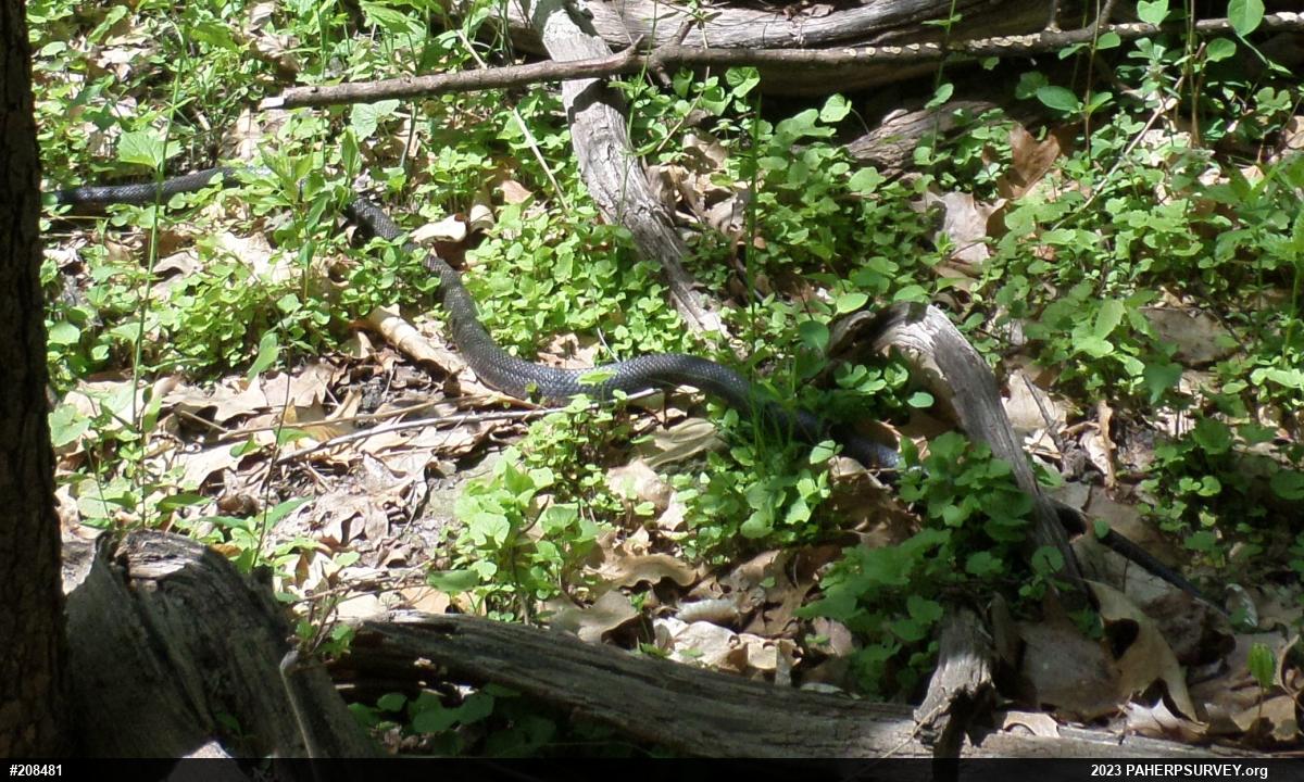 Eastern Ratsnake