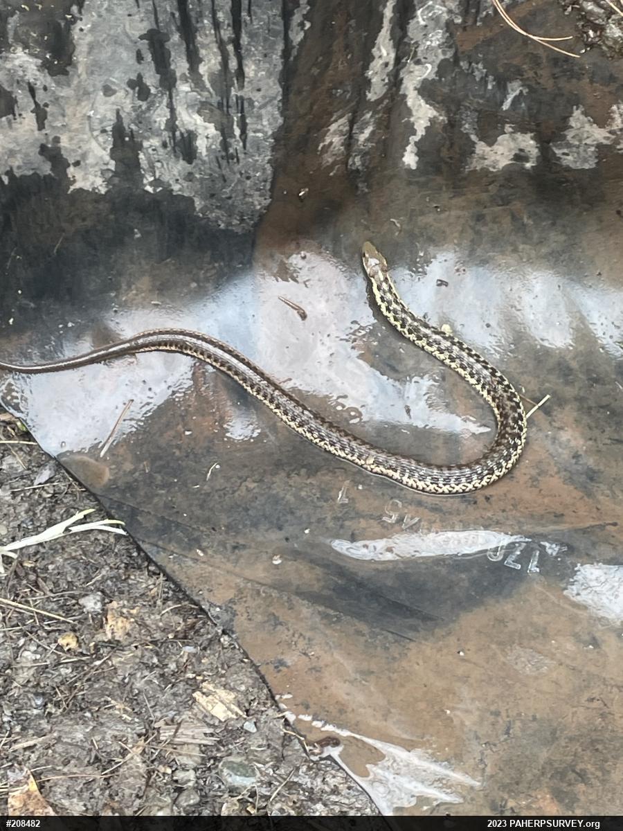 Eastern Gartersnake