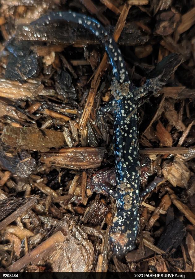 Northern Slimy Salamander