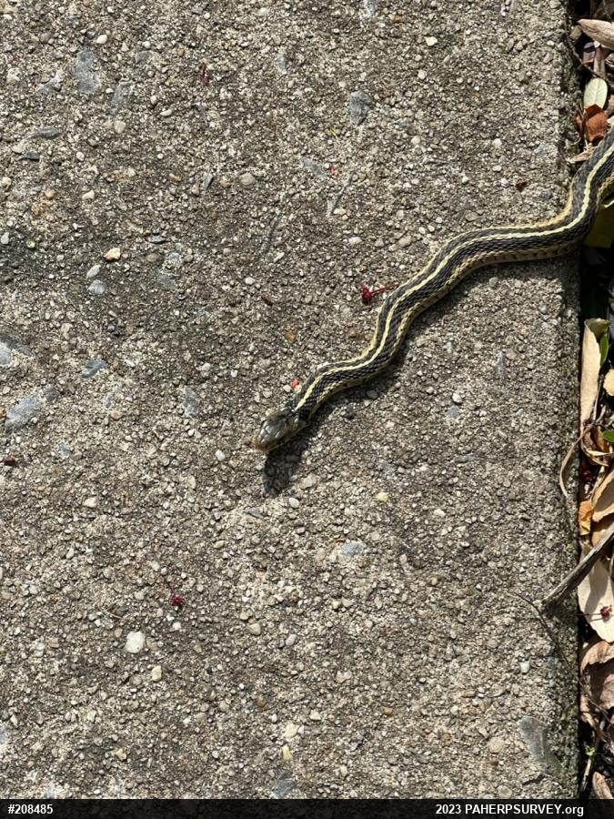 Eastern Gartersnake
