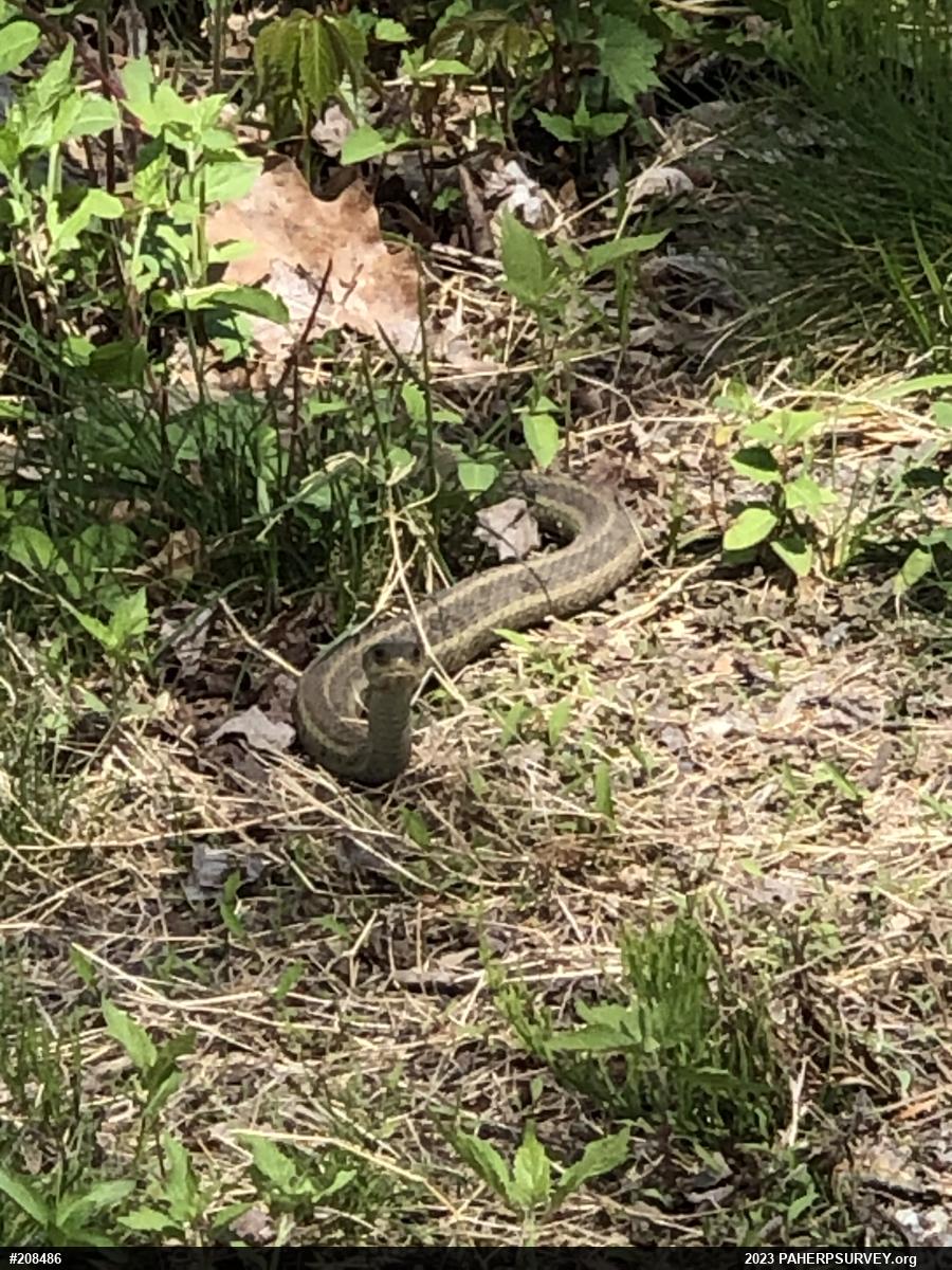 Eastern Gartersnake
