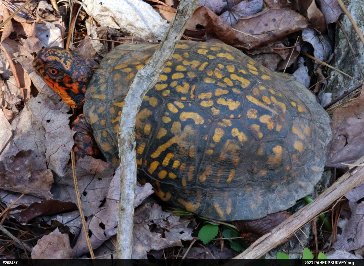 Eastern Box Turtle