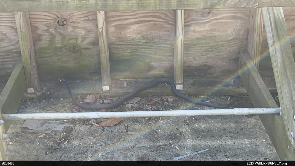 Northern Black Racer