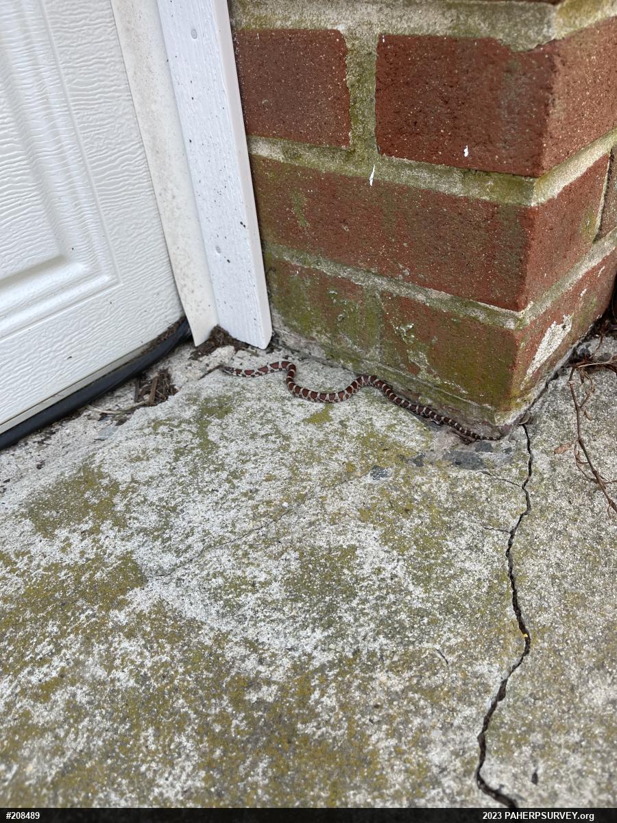 Eastern Milksnake