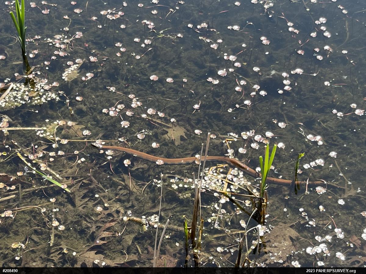 Northern Watersnake