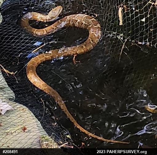 Northern Watersnake