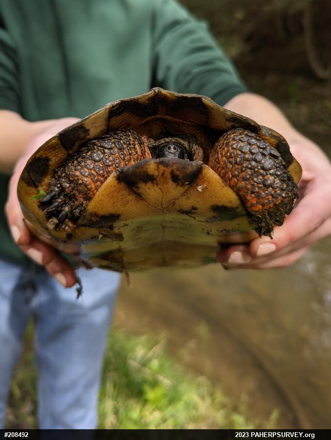 Wood Turtle