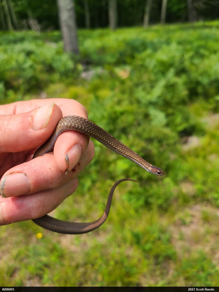 Red-bellied Snake