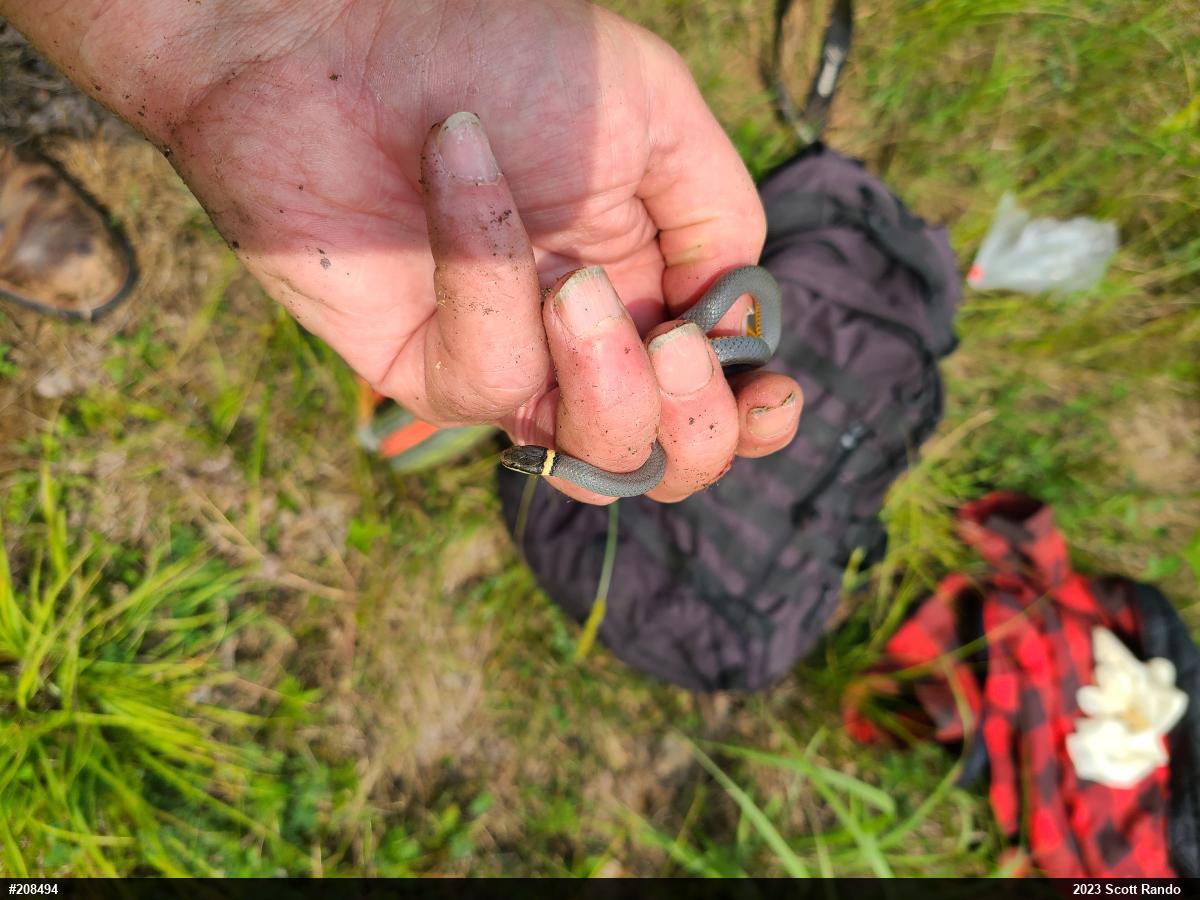 Northern Ring-necked Snake