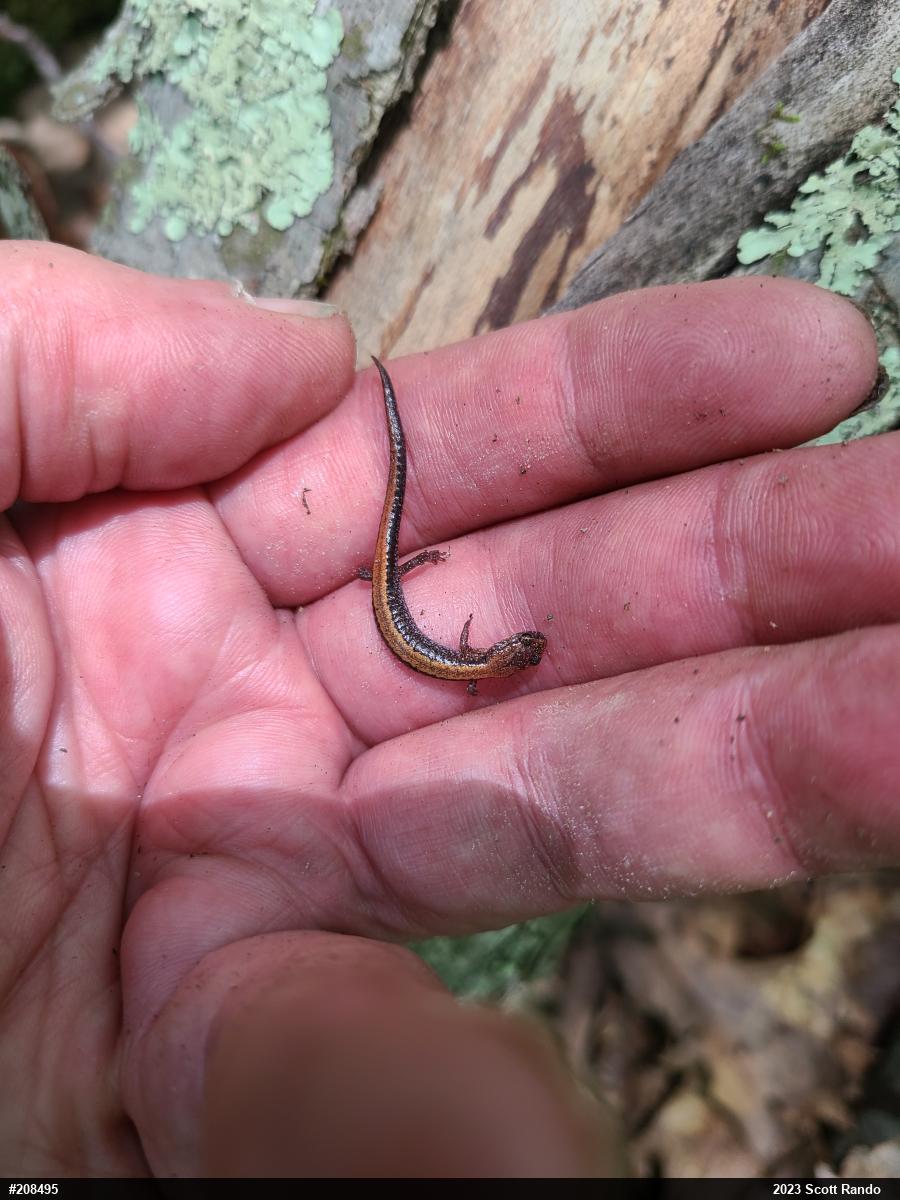 Eastern Red-backed  Salamander