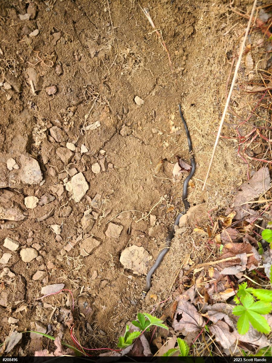 Northern Ring-necked Snake