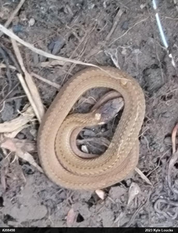 Red-bellied Snake