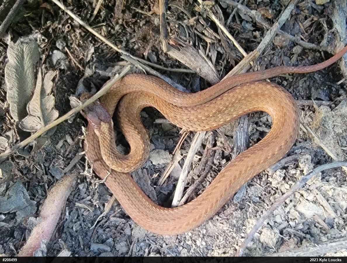 Red-bellied Snake