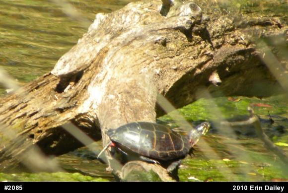 Eastern Painted Turtle