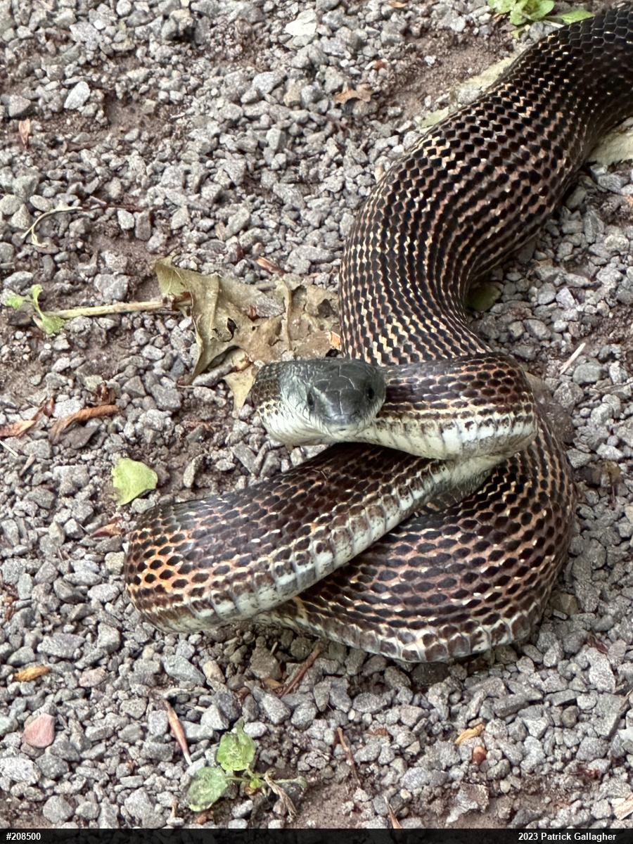 Eastern Ratsnake
