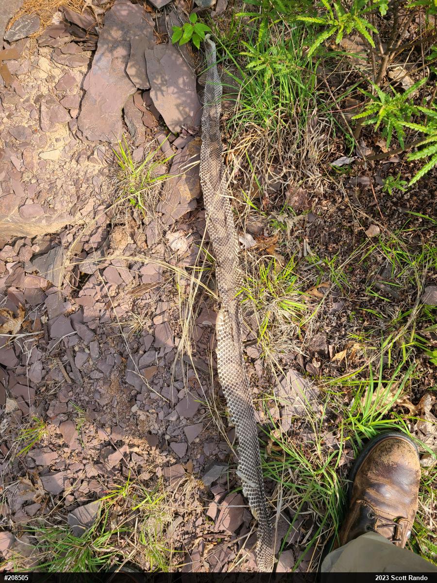 Timber Rattlesnake
