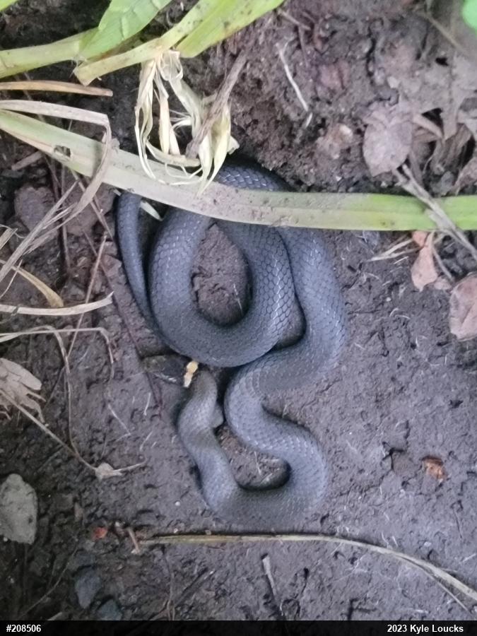 Northern Ring-necked Snake