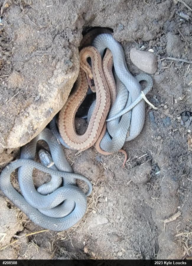 Red-bellied Snake