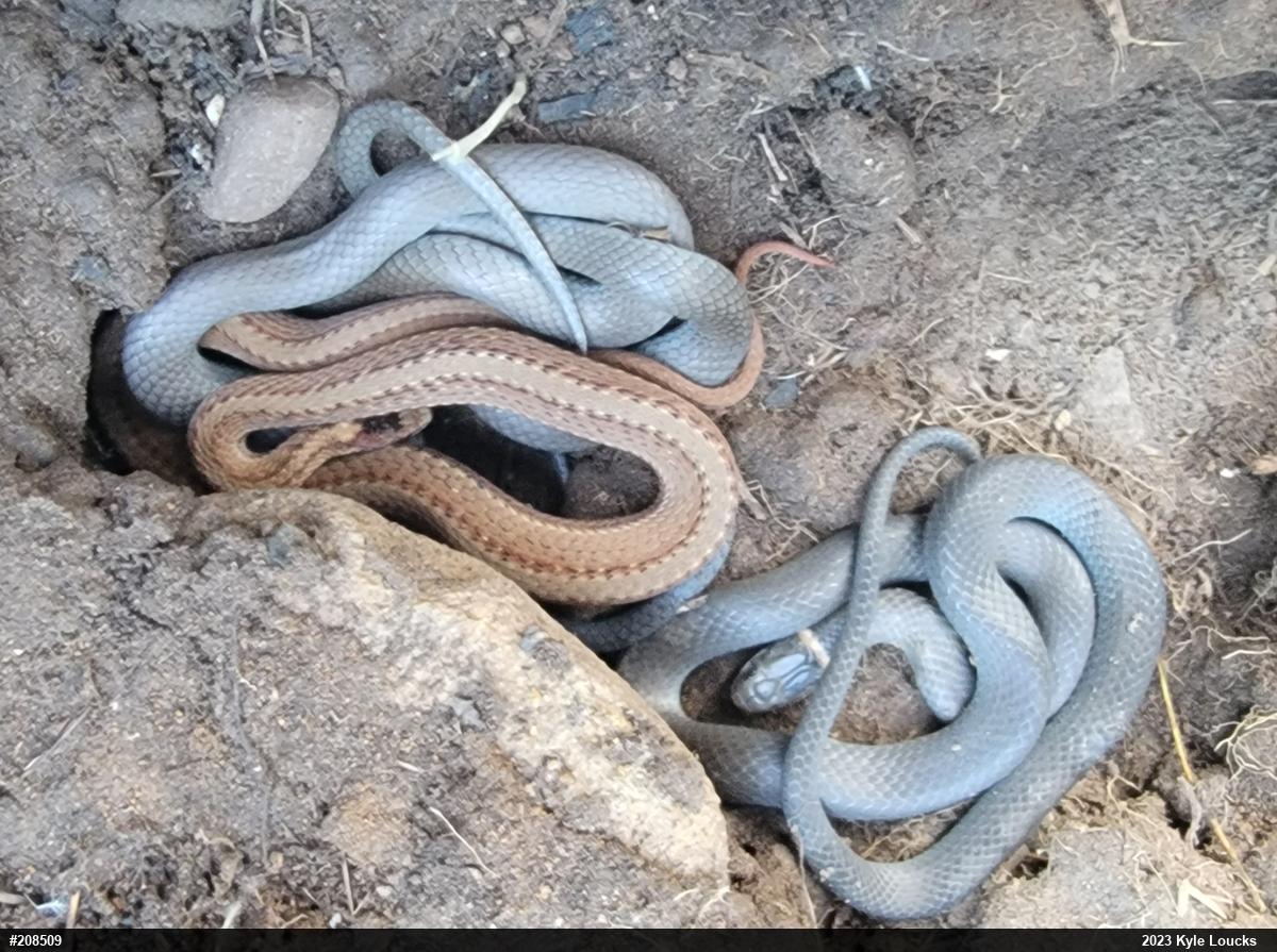 Northern Ring-necked Snake