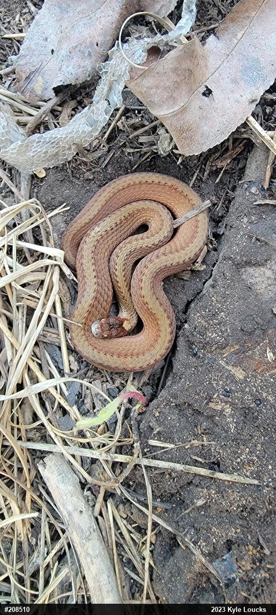 Red-bellied Snake