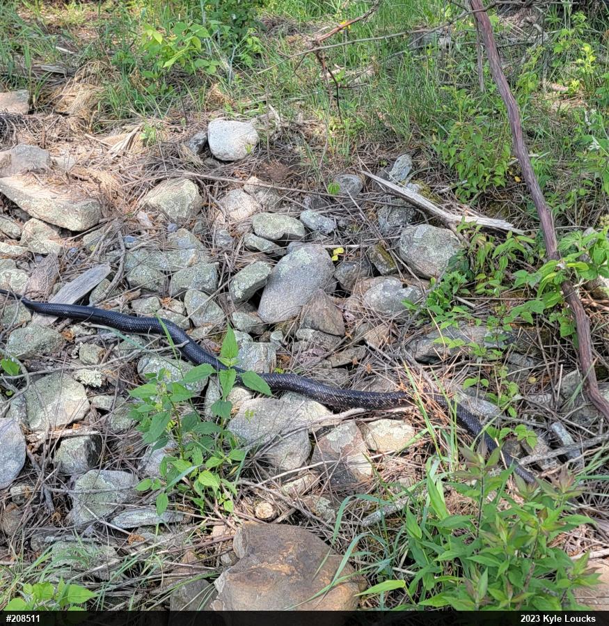 Eastern Ratsnake