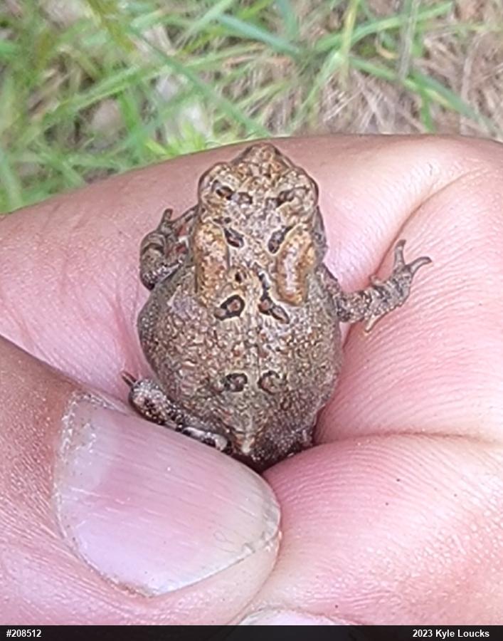 Eastern American Toad