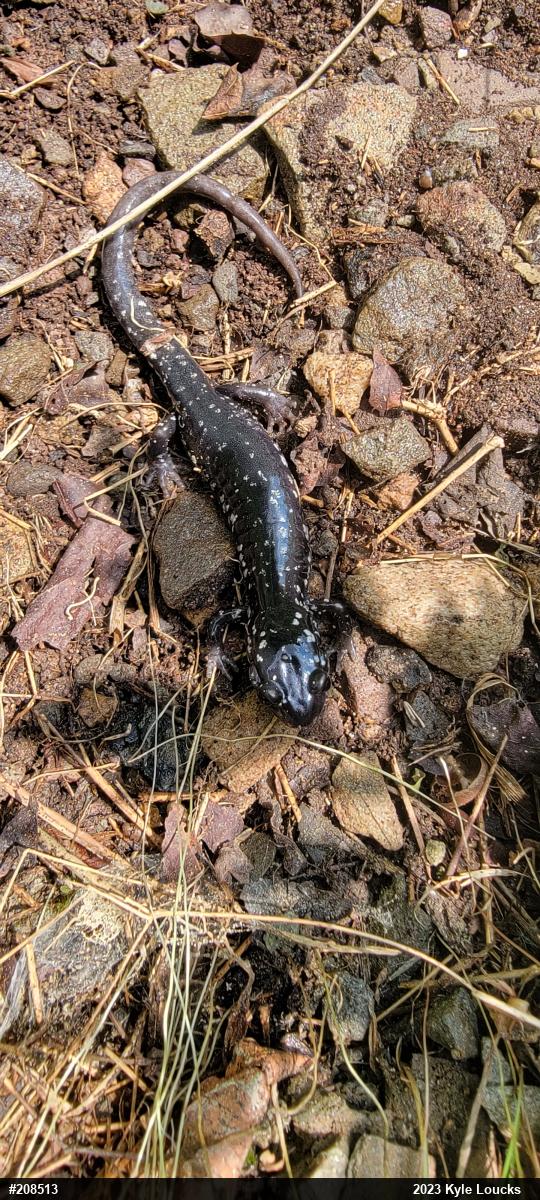 Northern Slimy Salamander