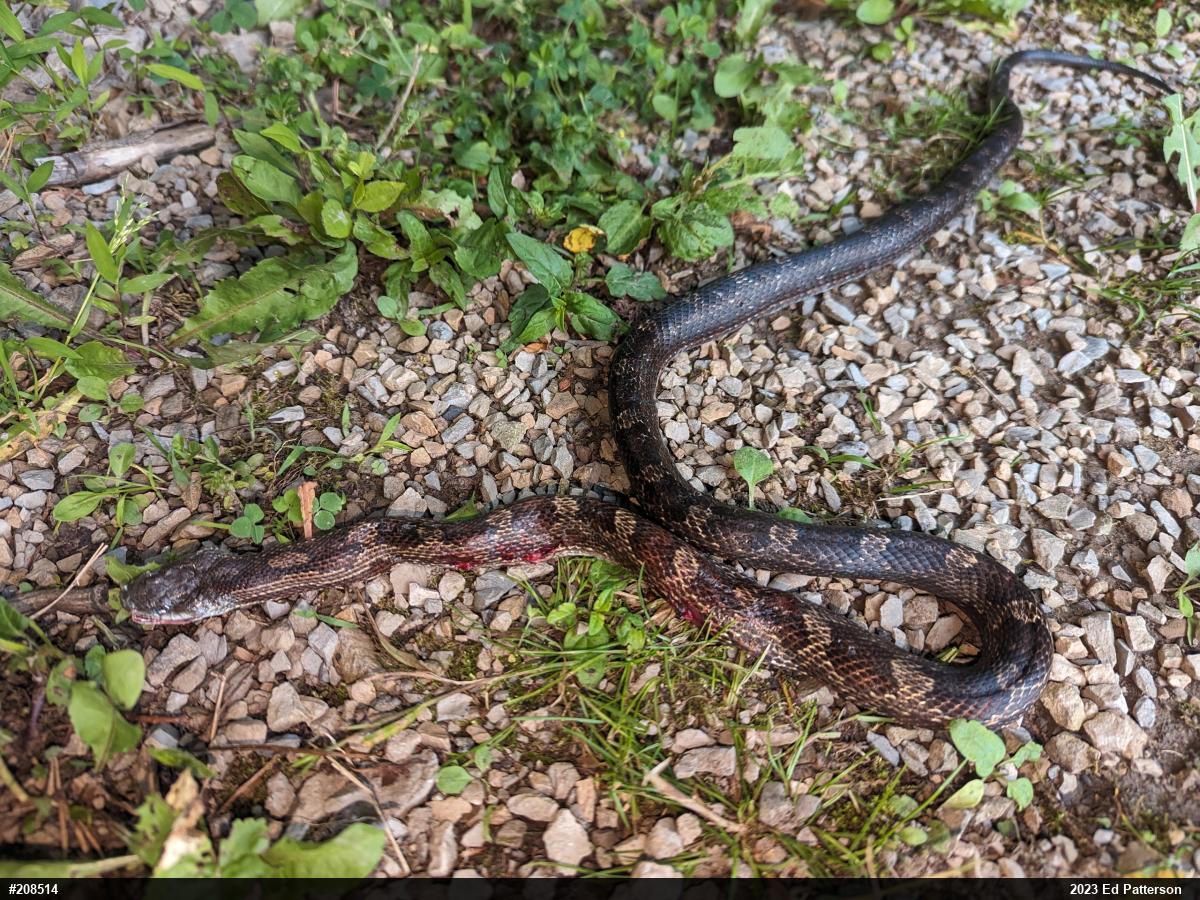 Eastern Ratsnake
