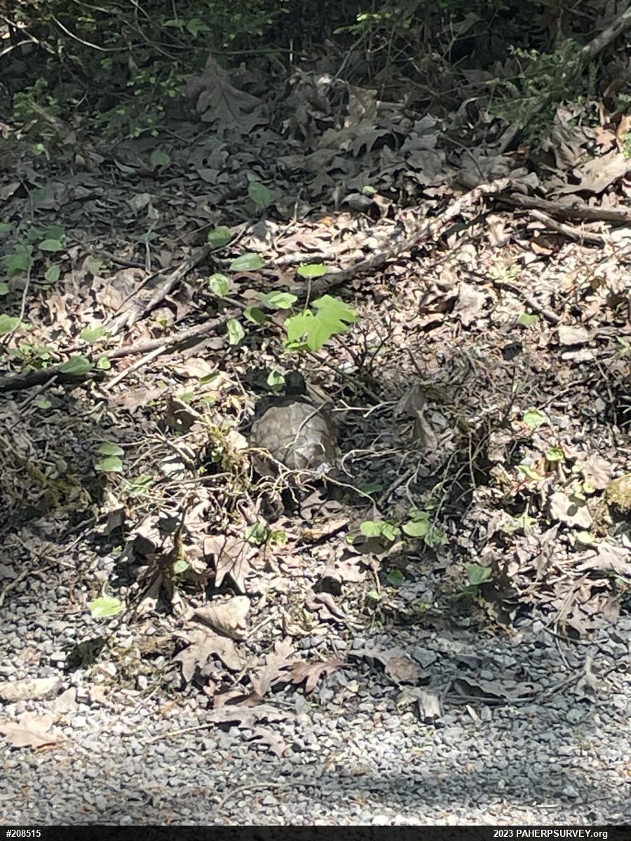 Wood Turtle