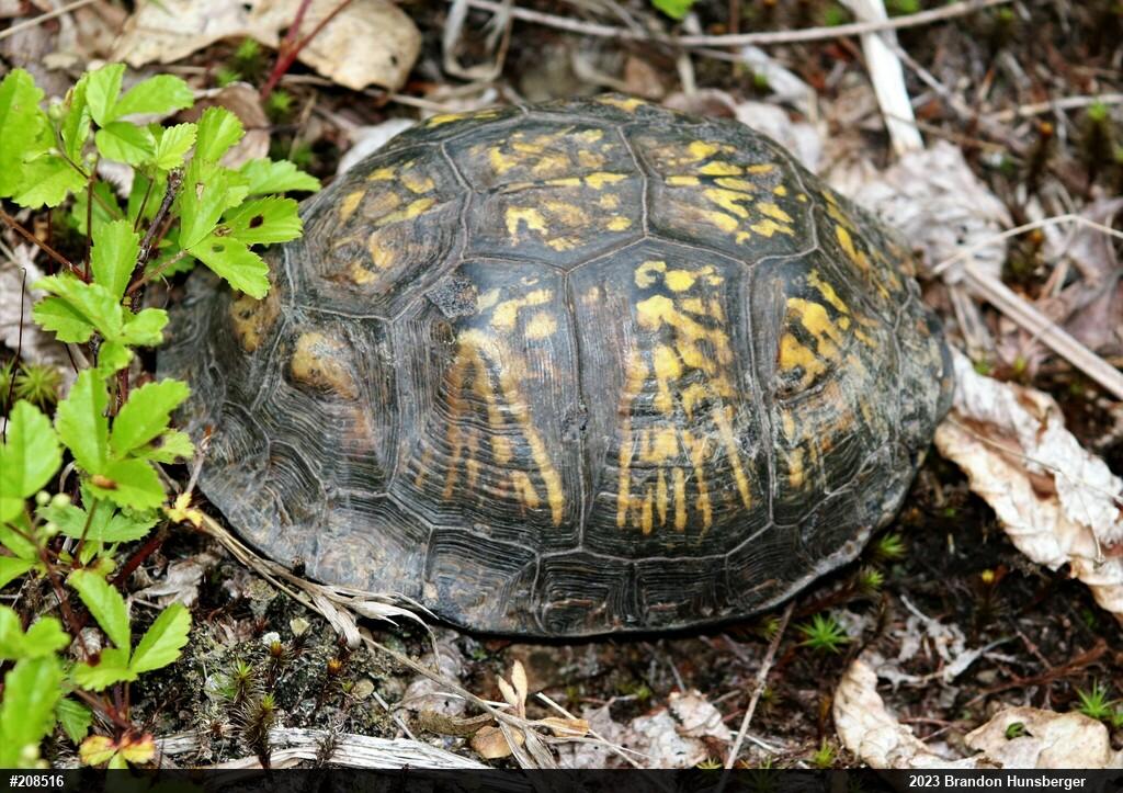 Eastern Box Turtle