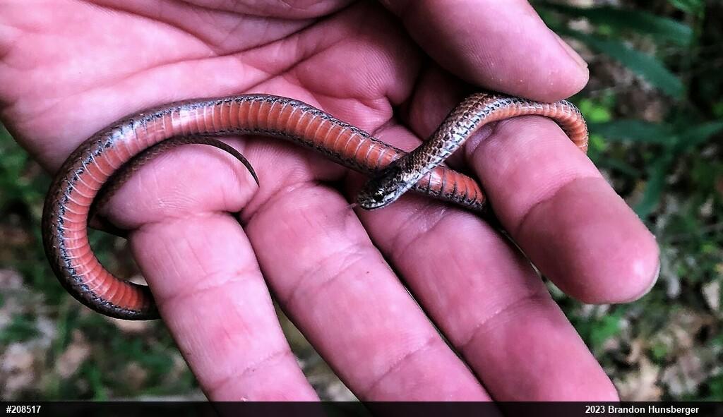 Red-bellied Snake