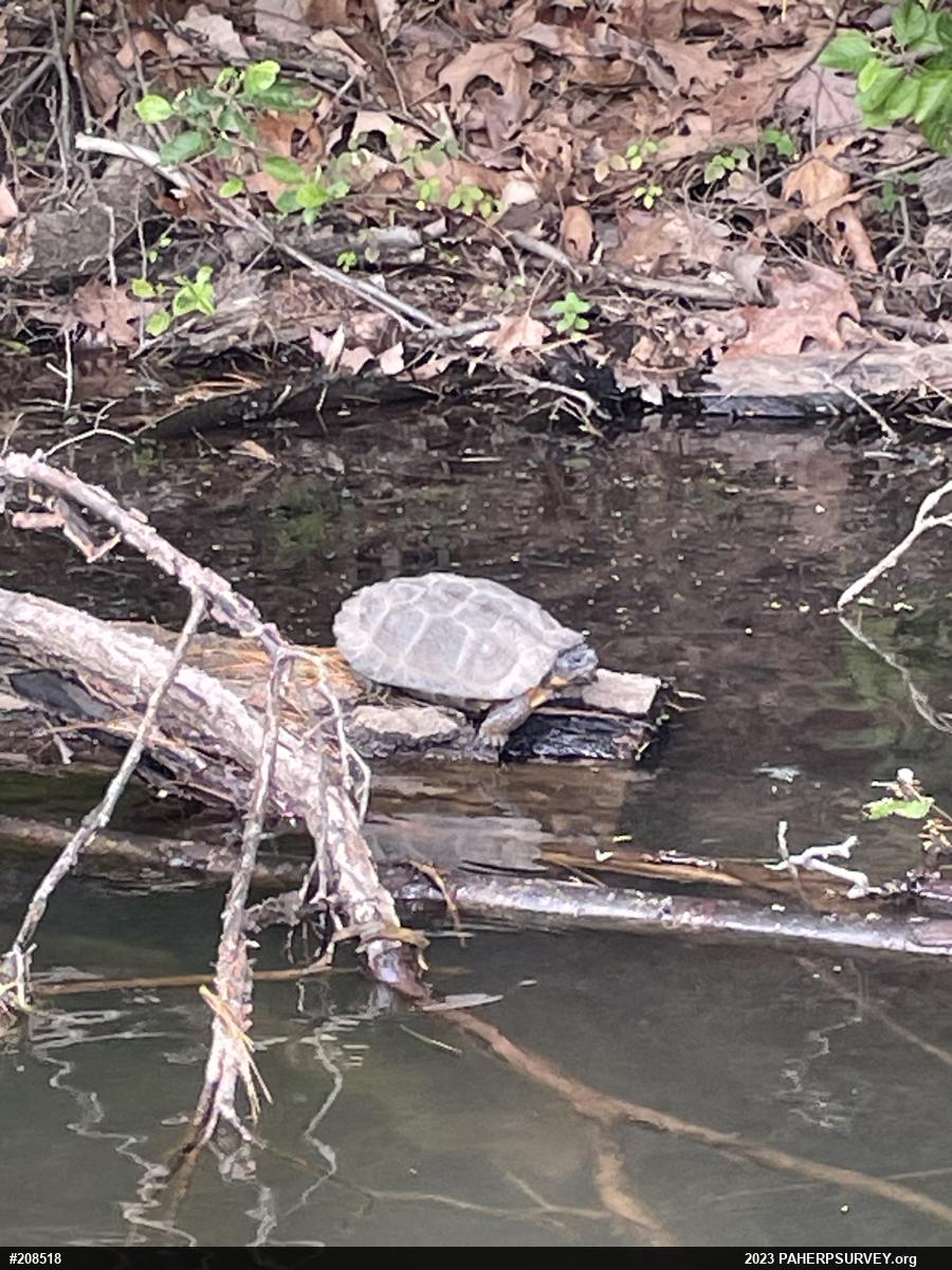 Wood Turtle