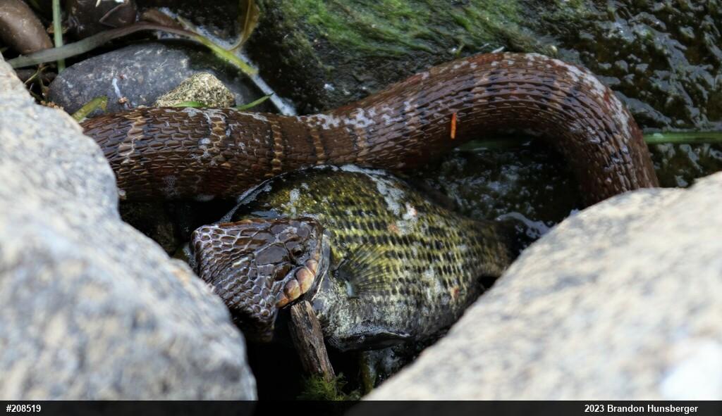 Northern Watersnake