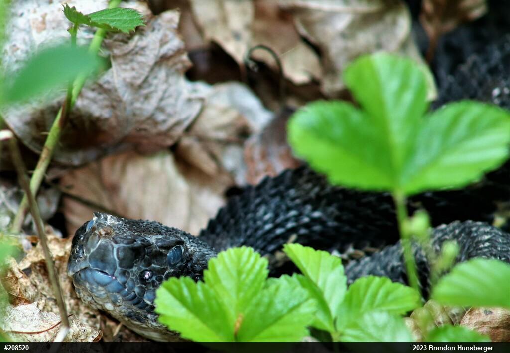 Timber Rattlesnake