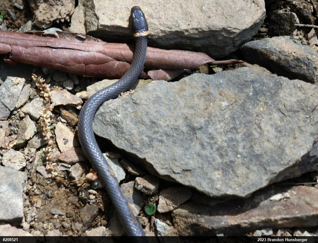 Northern Ring-necked Snake