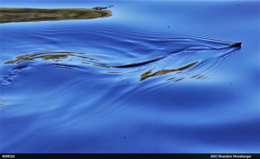 Northern Watersnake