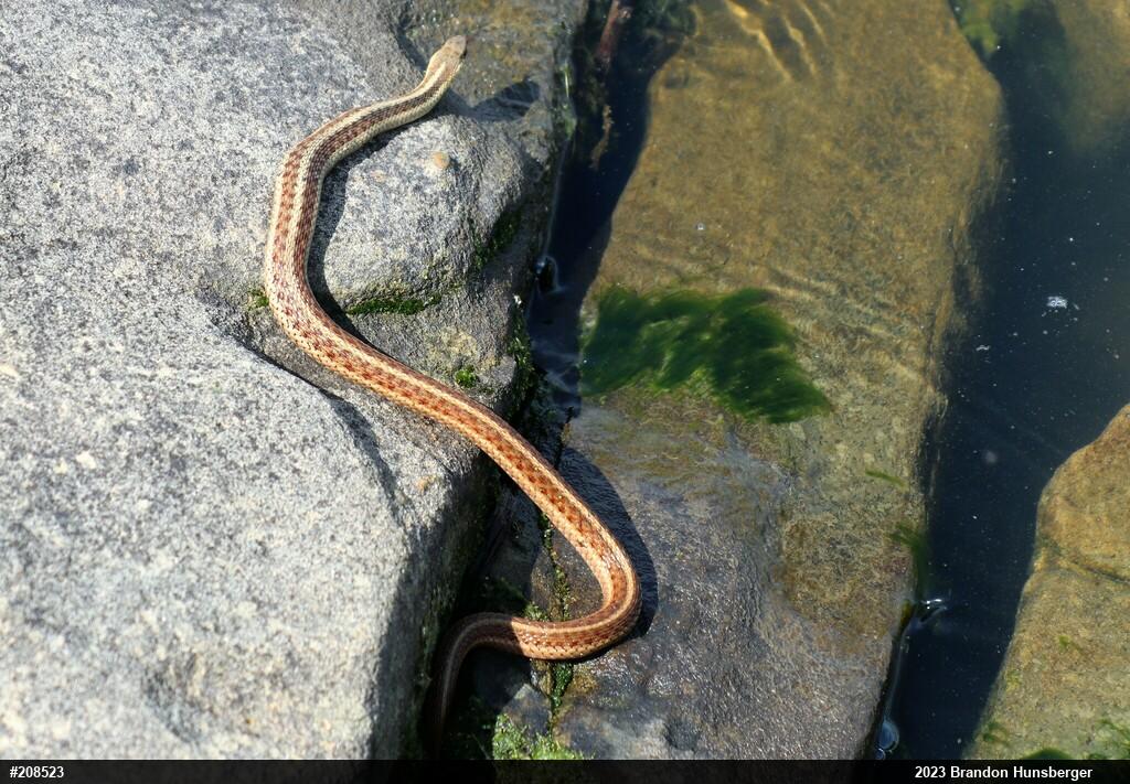 Eastern Gartersnake