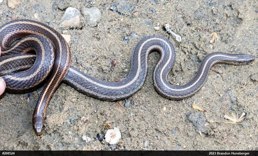 Shorthead Gartersnake