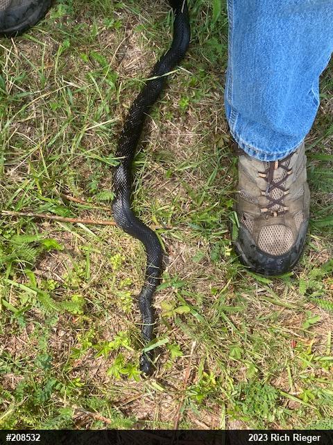 Eastern Ratsnake