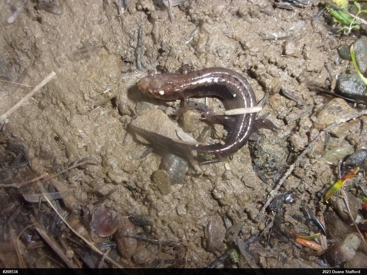 Allegheny Mountain Dusky Salamander