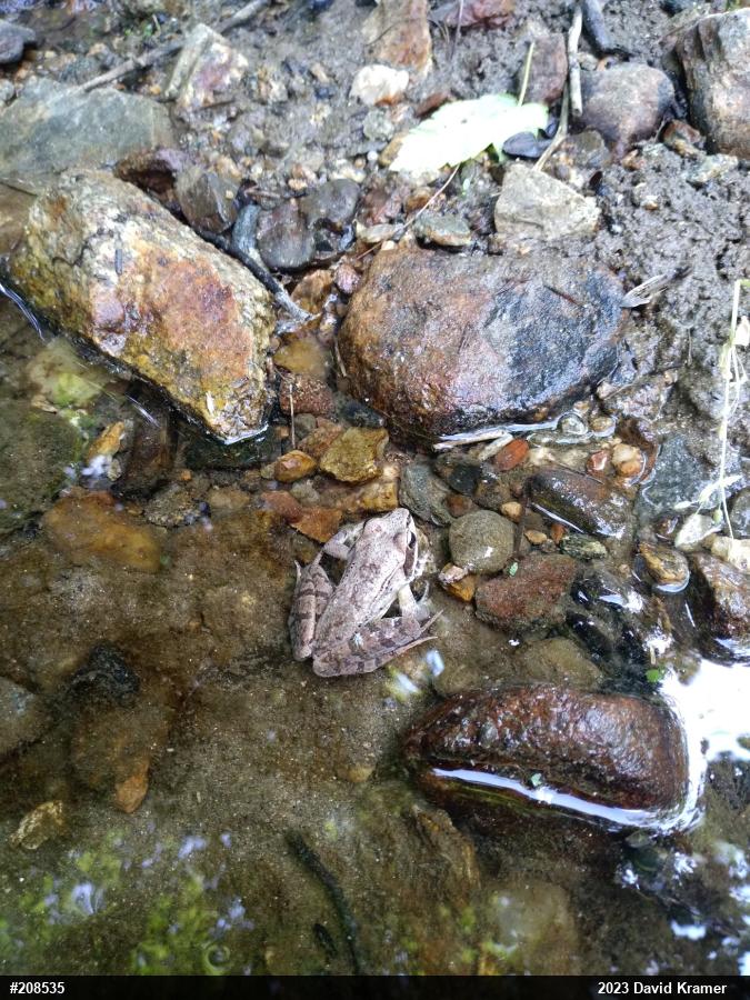 Wood Frog