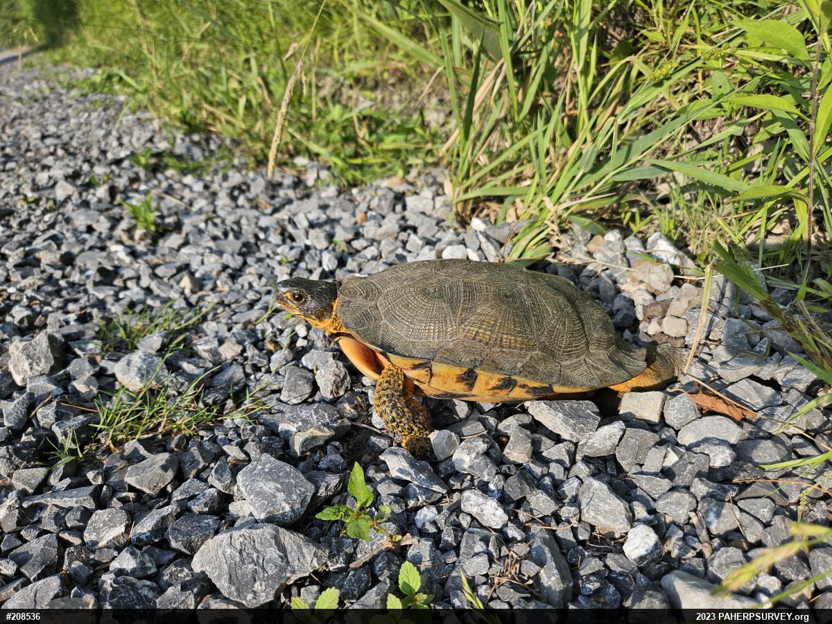 Wood Turtle