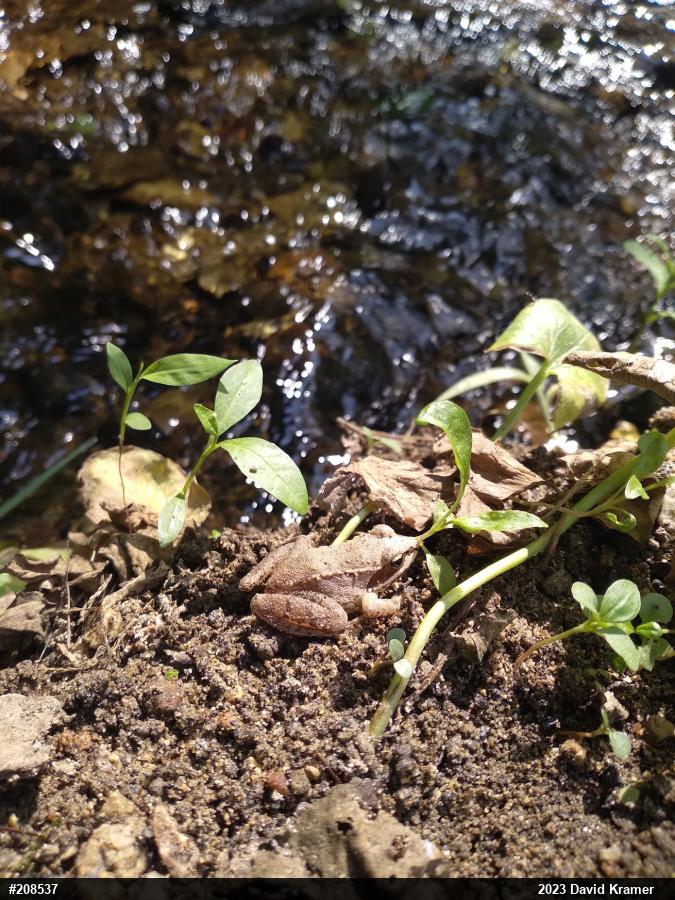 Wood Frog