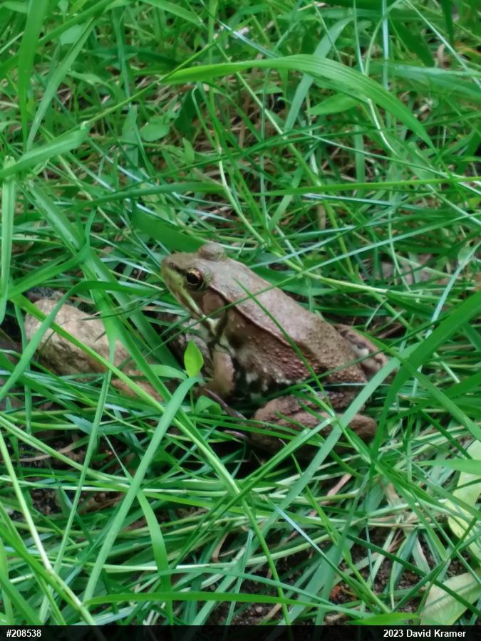 Green Frog