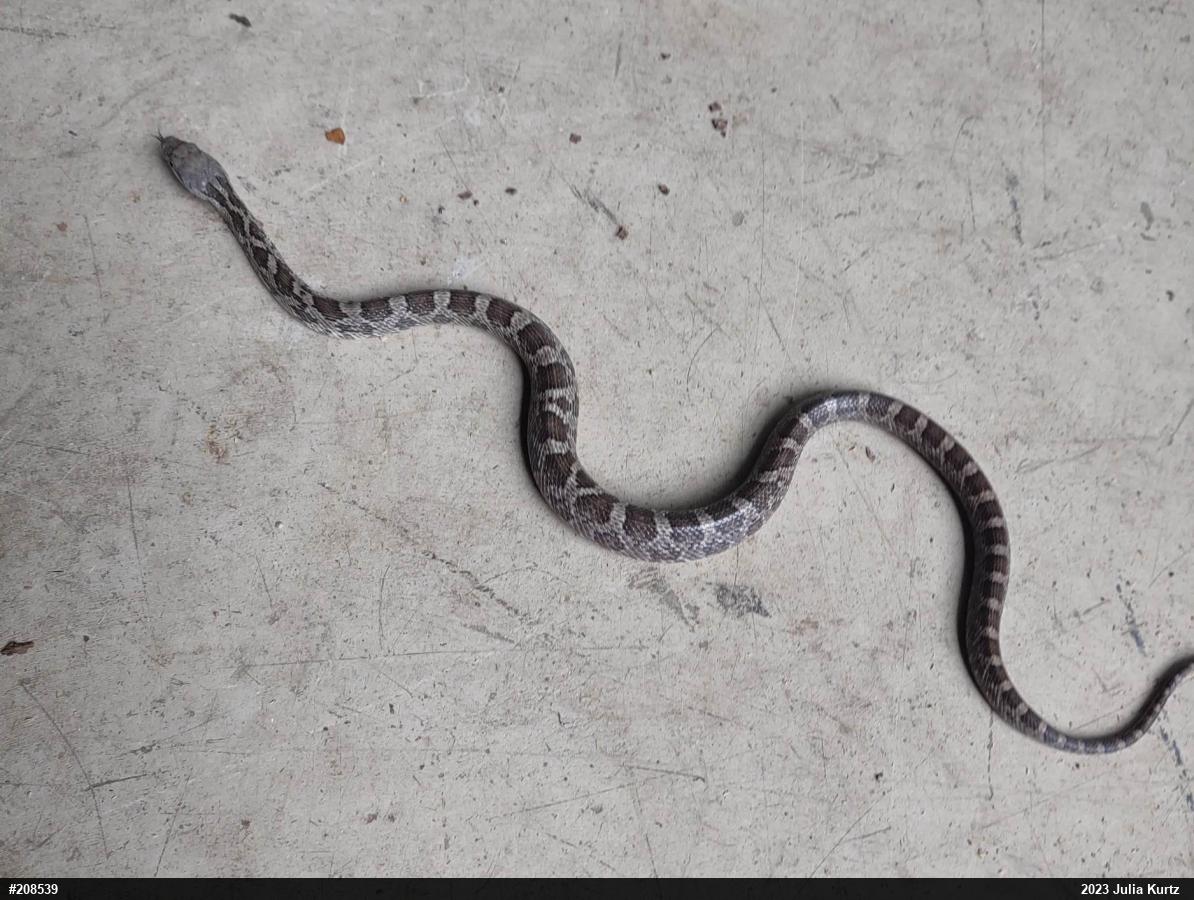 Eastern Ratsnake