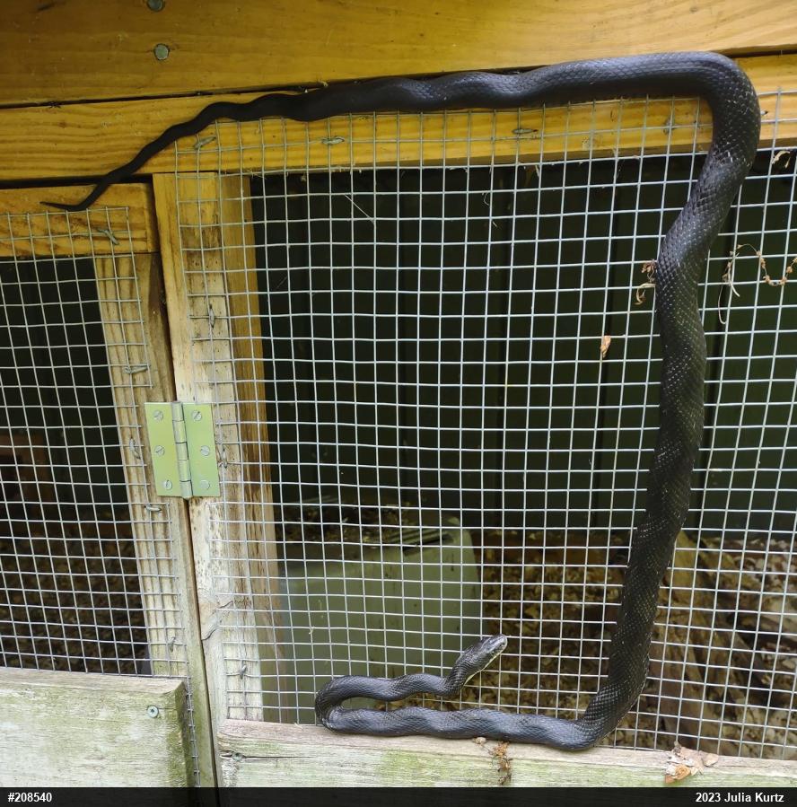 Eastern Ratsnake