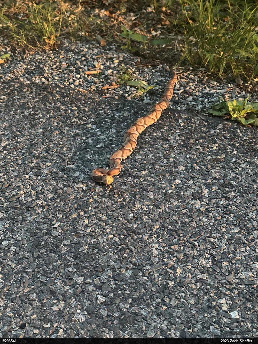 Northern Copperhead
