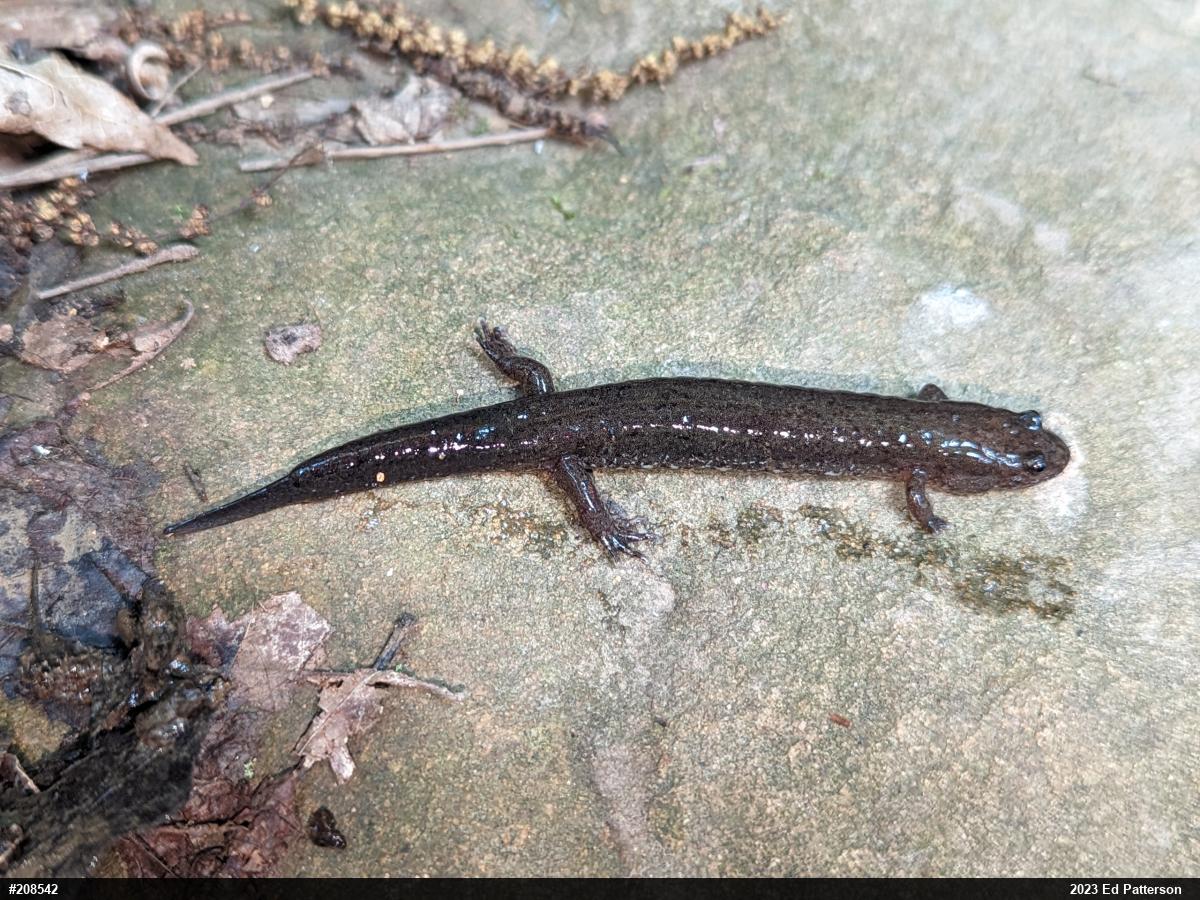 Northern Dusky Salamander