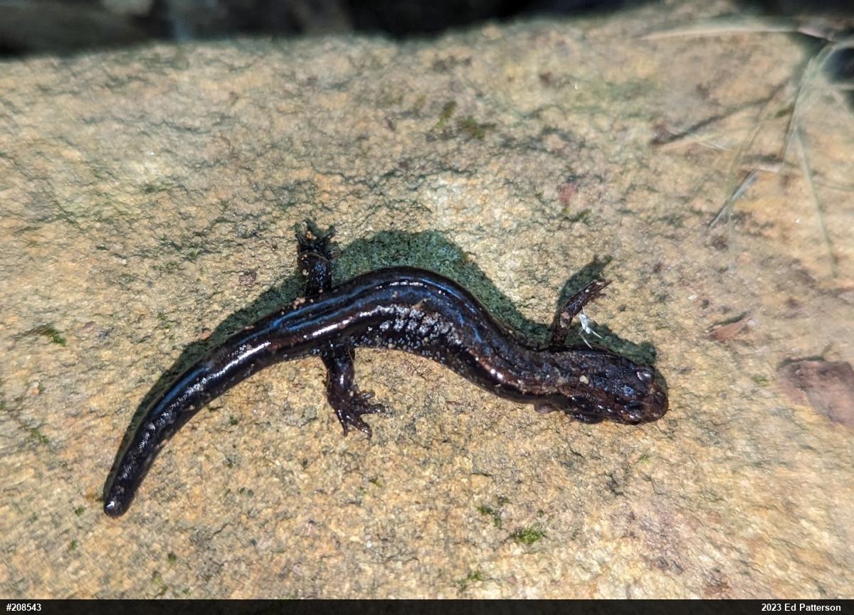 Allegheny Mountain Dusky Salamander